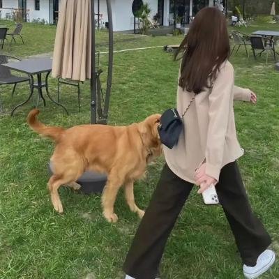 芙蓉仙子